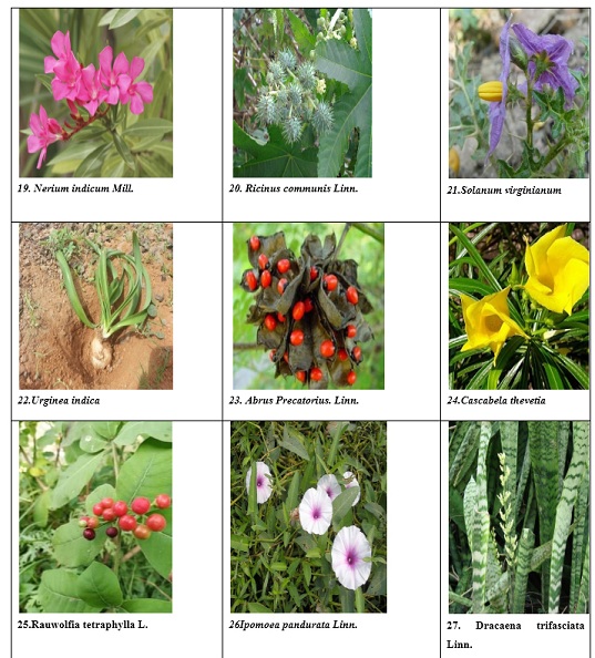 Toxic Plants of the Eastern Ghats Kalvarayan Hills of the Southern